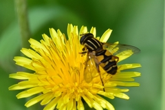 Helophilus pendulus