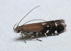 Anacampsis levipedella