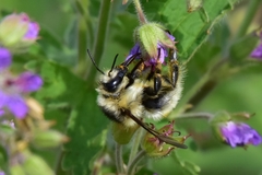Bombus veteranus