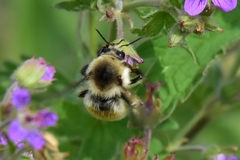 Bombus veteranus