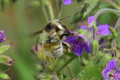 Bombus veteranus