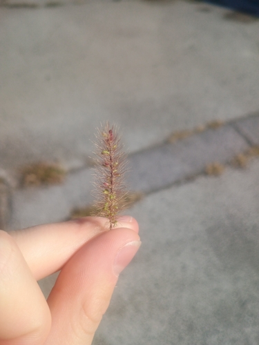 Green Bristle Grass