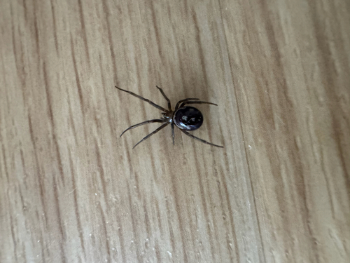 False Black Widow
