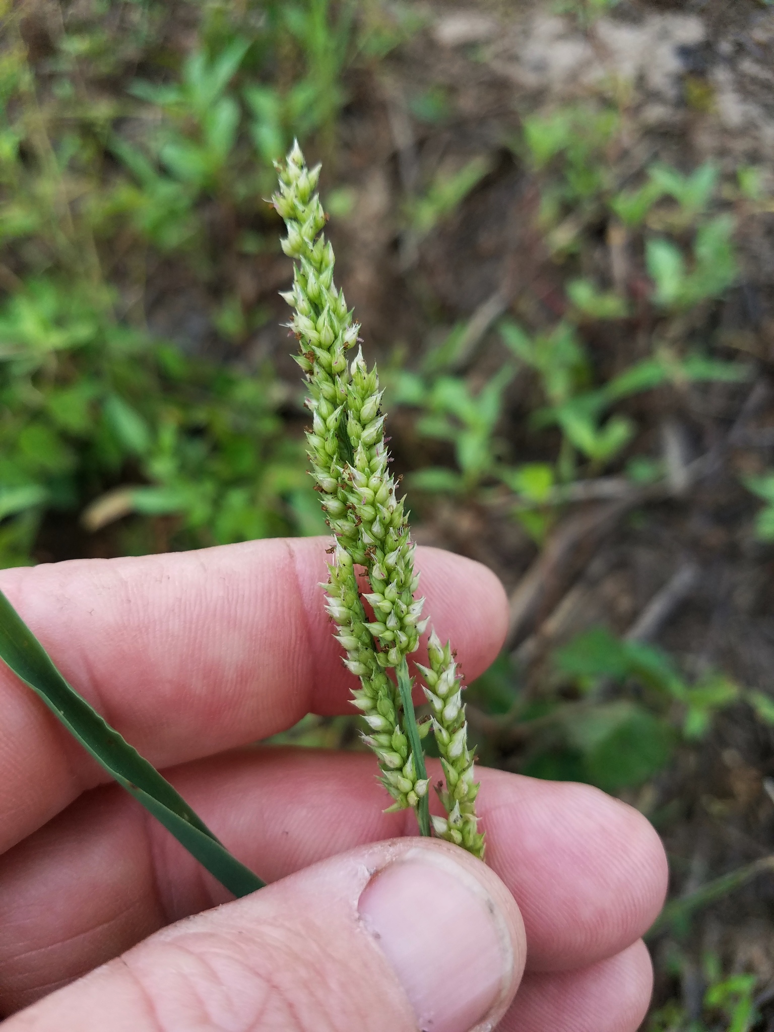 Echinochloa muricata var. microstachya