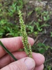 Small-flowered Spiny Barnyard Grass - Photo (c) Eric Keith, some rights reserved (CC BY-NC), uploaded by Eric Keith