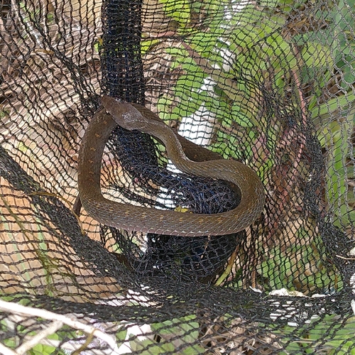 Rhabdophis chrysargos observed 2026-10-03