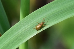 Phyllobius oblongus