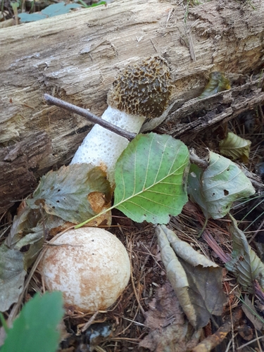 common stinkhorn