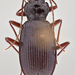 Nebriinae - Photo (c) dkavanaugh, algunos derechos reservados (CC BY-NC)