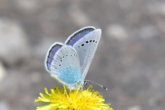 Glaucopsyche lycormas