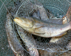 Serranochromis jallae