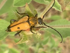 Vadonia bisignata