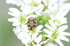 Anthrenus picturatus