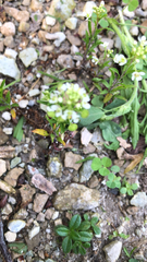 Thlaspi arvense