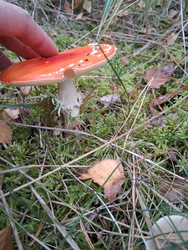 Fly Agaric