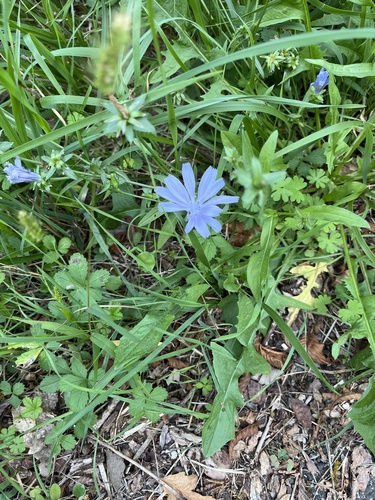 chicory