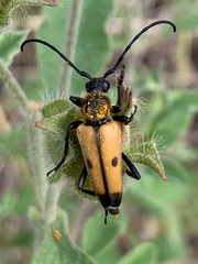 Vadonia bisignata