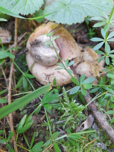 Sessile Earthstar
