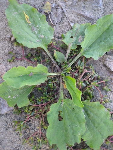 greater plantain