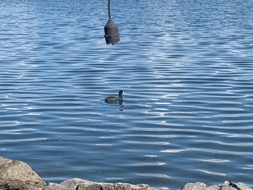 Eurasian Coot
