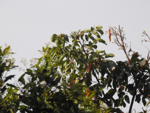 Euroschinus falcatus, 2026-10-03