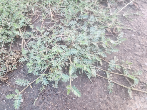 puncture vine