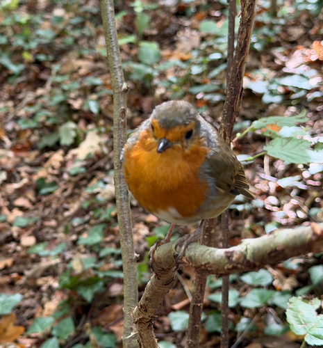 European Robin
