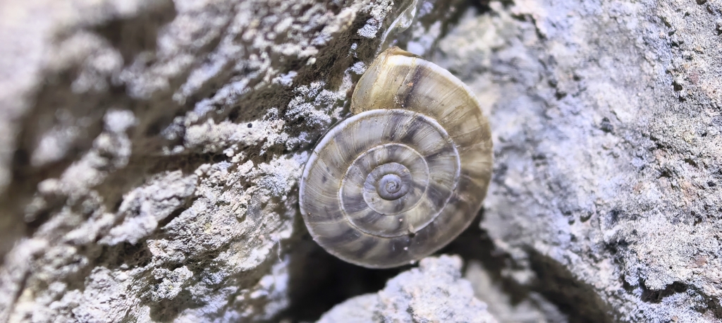 Laeocathaica christinae