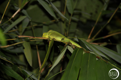 Bronchocela jubata
