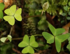 Oxalis griffithii