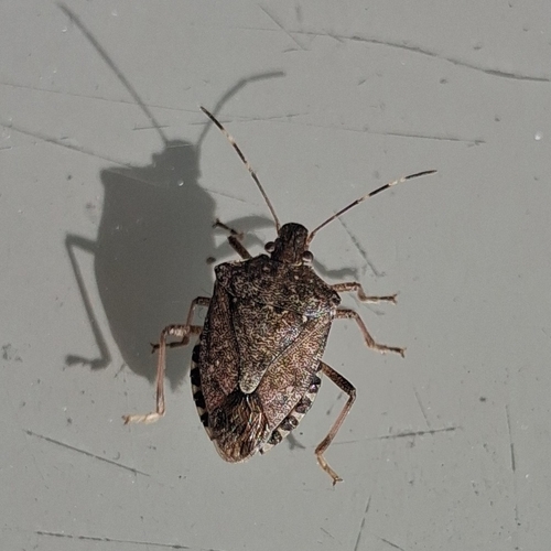 Brown Marmorated Stink Bug