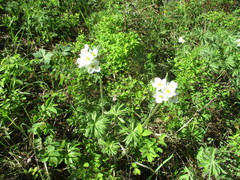 Anemonastrum crinitum