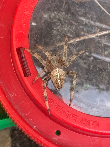 Cross Orbweaver