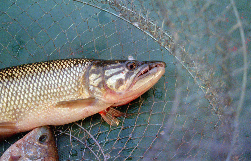 African Pike