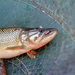 Southern African Pike - Photo (c) heliastes21, some rights reserved (CC BY-NC), uploaded by heliastes21