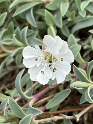 Sea Campion