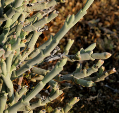 Ruschia crassa, photograph Wynand Uys, CC BY, iNaturalist via GBIF