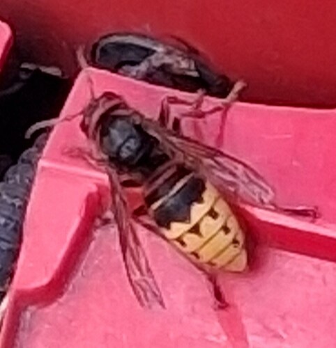 European Hornet