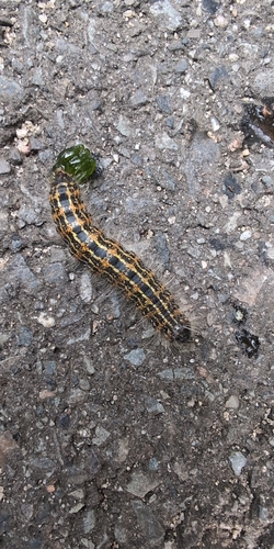 Buff-tip