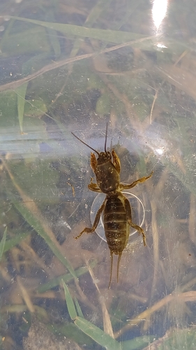 European Mole Cricket