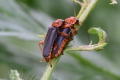 Cantharis annularis
