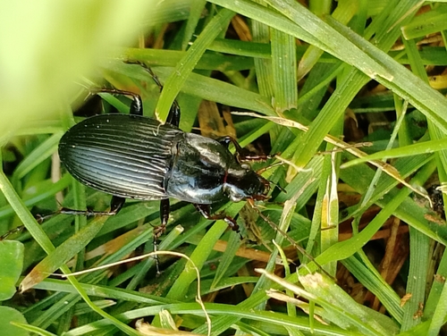 Dark-footed Harp Ground Beetle