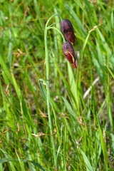 Fritillaria meleagroides