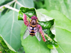 Syrphus ribesii