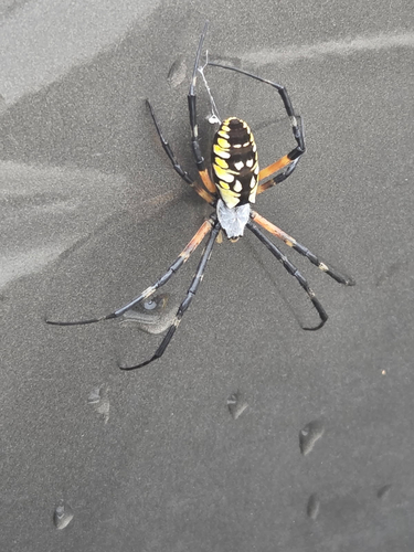 Yellow Garden Spider
