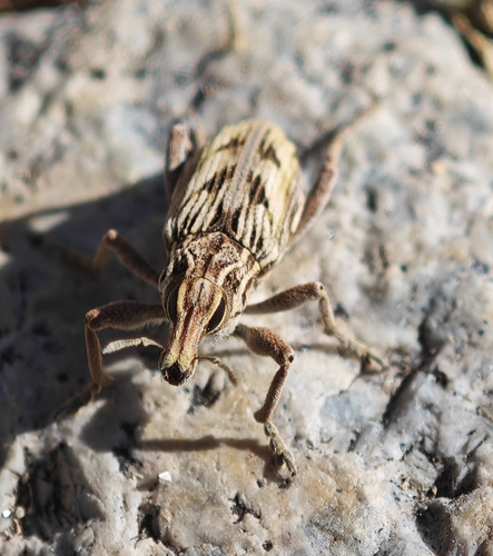 Coniocleonus nigrosuturatus