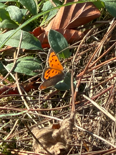 Small Copper