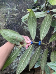 Lasianthus hirsutus