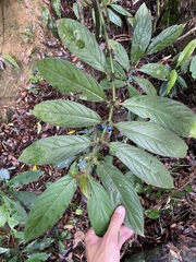 Lasianthus hirsutus