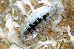 Ischnochiton thomasi